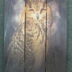Night Owl
